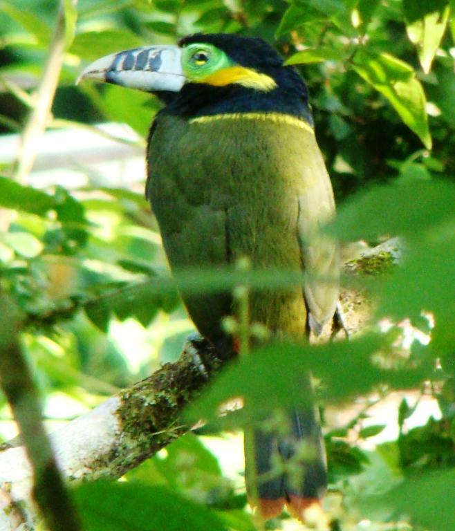 Recanto Tangara - Chale - Praia Do Felix Ubatuba Zewnętrze zdjęcie